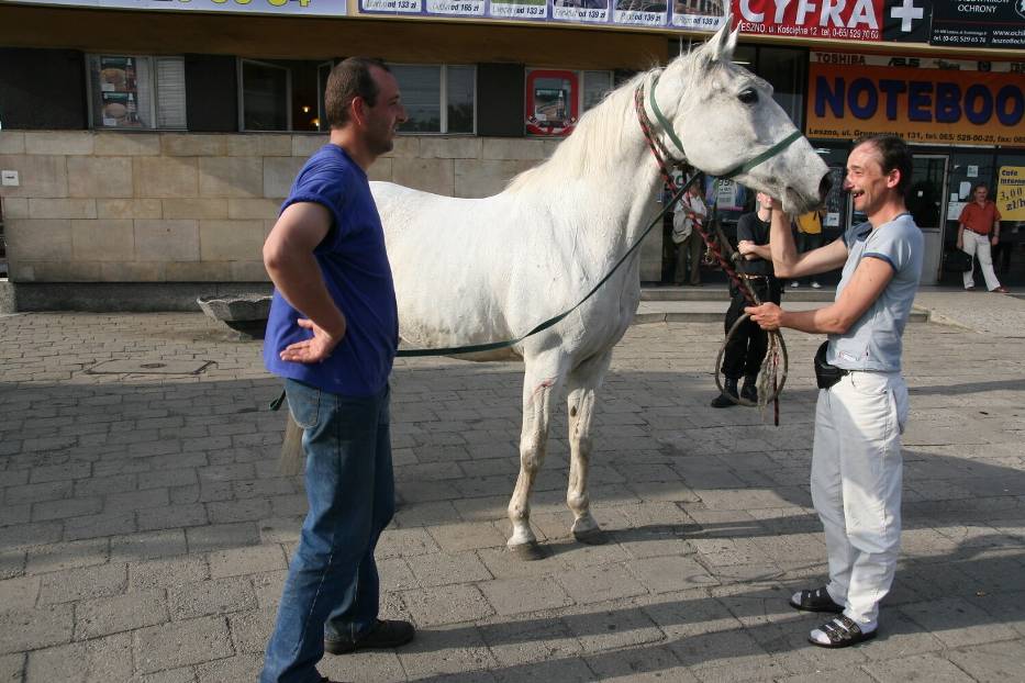 Spłonoszy koń schywany po ucieczce na leszczyńskim dworcu PKP 2009 rok