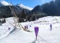 Cudowny dzień w Tatrach. Na Kalatówkach krokusy przebijają się przez świeży śnieg 