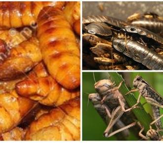 Te robaki i owady są dodawane do żywności. Nawet o tym nie wiesz ZOBACZ LISTĘ