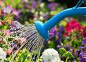 Jak podlewać ogród w upalne dni? Łatwo popełnić błędy! Zobacz, na co zwrócić uwagę, żeby dobrze nawodnić rośliny i nie zaszkodzić im