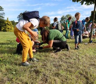 W Parku Śląskim powstanie łąka krokusów stworzona przez dzieci z okolicznych szkół