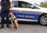 Pies służbowy częstochowskich strażników miejskich wywąchał narkotyki