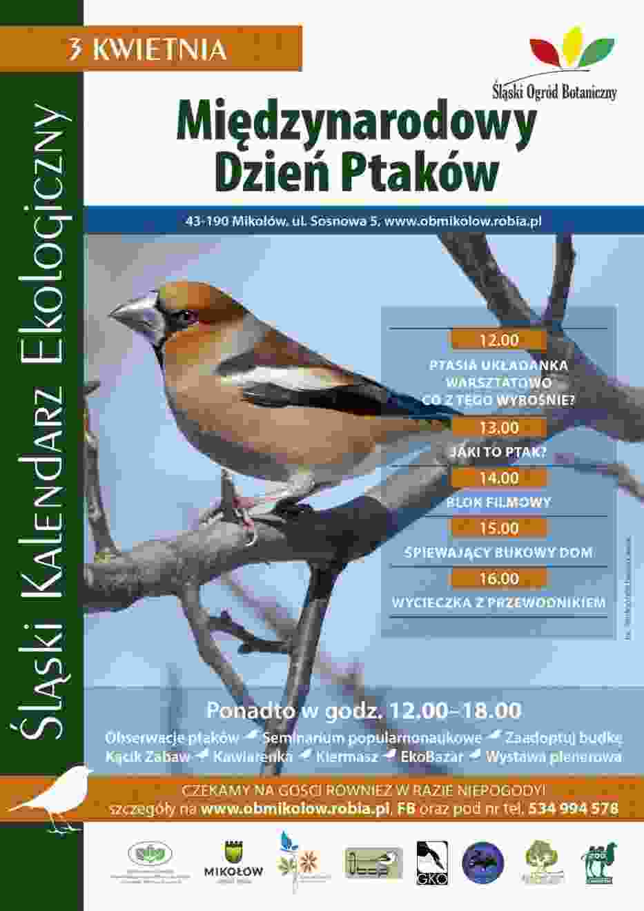 Śląski kalendarz ekologiczny - zdjęcie przedstawia grubodzioba zwyczajnego, grubodzioba, pestkojada, grabołuska (Coccothraustes coccothraustes), małego ptaka z rodziny łuszczakowatych, jedynego przedstawiciela monotypowego rodzaju Coccothraustes