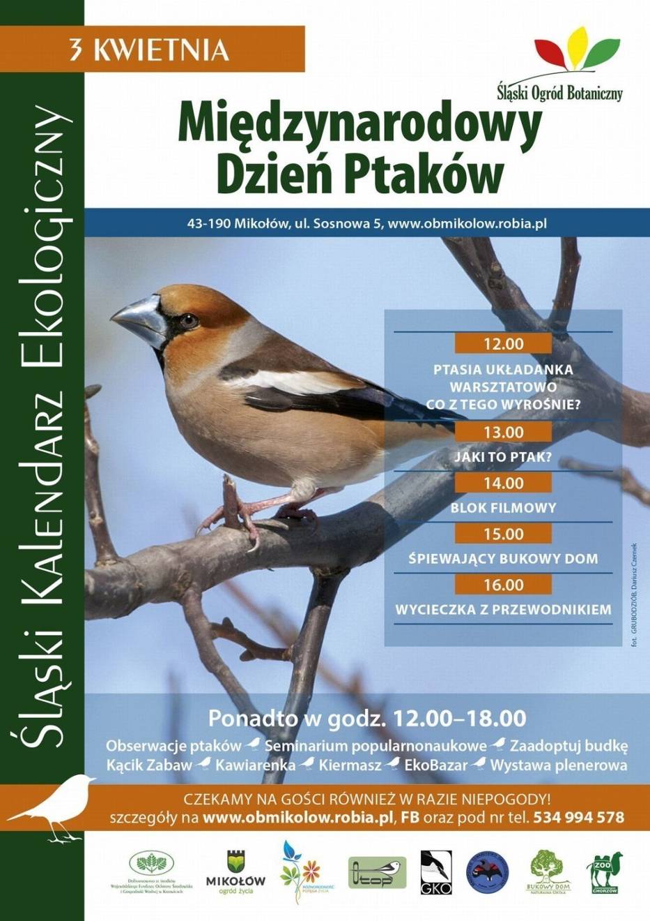Śląski kalendarz ekologiczny - zdjęcie przedstawia grubodzioba zwyczajnego, grubodzioba, pestkojada, grabołuska (Coccothraustes coccothraustes), małego ptaka z rodziny łuszczakowatych, jedynego przedstawiciela monotypowego rodzaju Coccothraustes