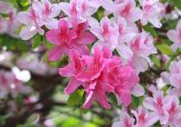 Co posadzić z rododendronami? Polecamy krzewy, kwiaty i trawy