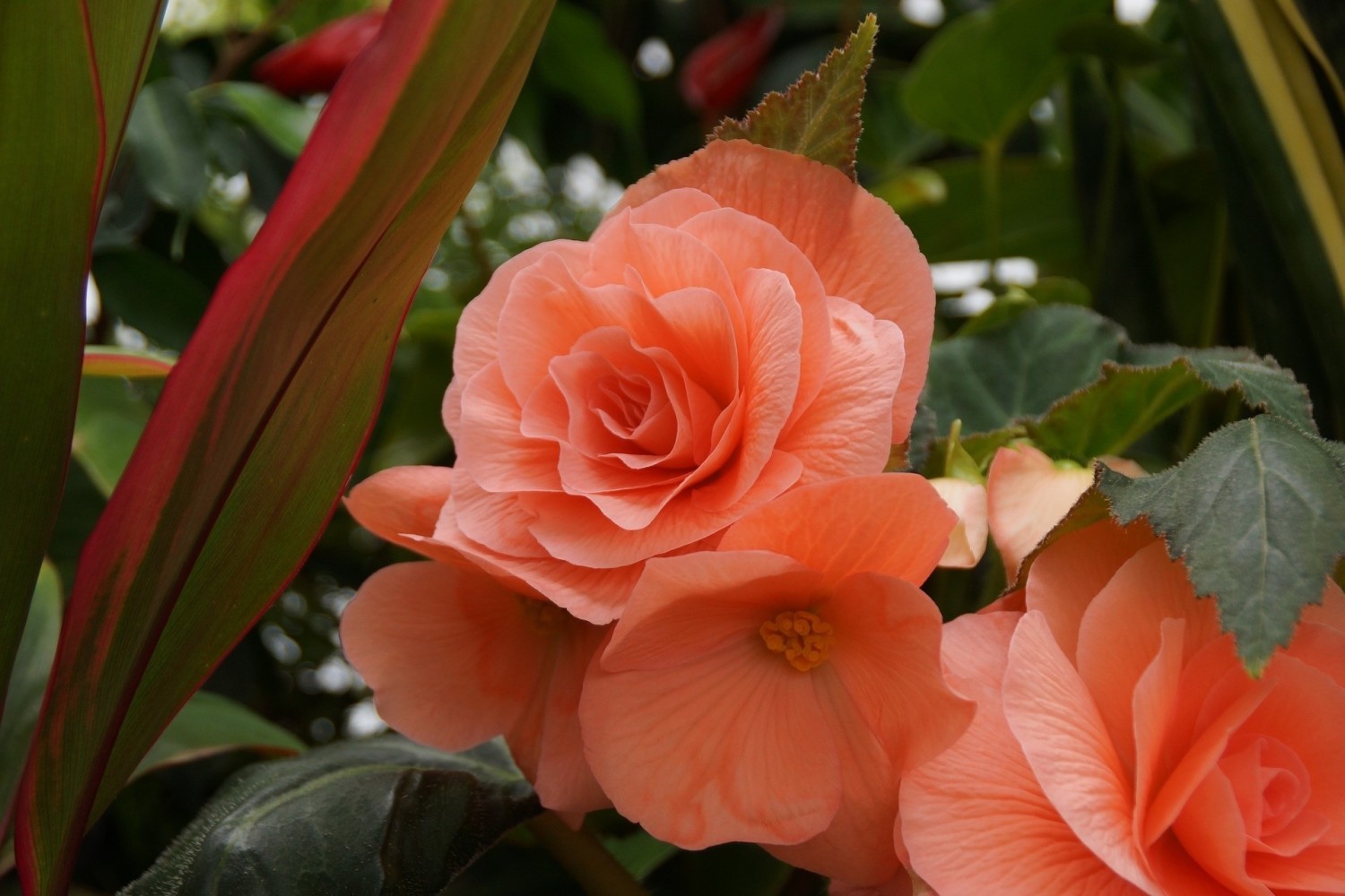 Begonia bulwiasta