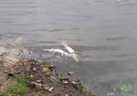 Śnięte ryby w Odrze w Głogowie. W ciągu kilku dni znaleziono ich około 100 kg!