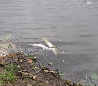 Śnięte ryby w Odrze w Głogowie. W ciągu kilku dni znaleziono ich około 100 kg!