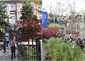 Mieszkańcy będą mogli zabrać do swoich ogródków darmowe sadzonki drzew i krzewów. Ekologiczna akcja odbędzie się przy II LO w Tarnowie