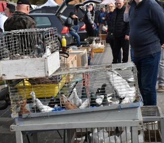 Tłumy na targu zwierzęcym w Sławnie. Świetna niedziela handlowa - 07.04.2024. Zdjęcia