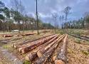 Lublinieccy radni znów apelują o wstrzymanie wycinki lublinieckich lasów
