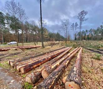 Lublinieccy radni apelują o wstrzymanie wycinki lublinieckich lasów