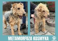 Dramat Kosmyka - uratowali go inspektorzy OTOZ Animals ze Starogardu Gdańskiego! 