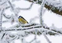 Jak prawidłowo dokarmiać dzikie ptactwo zimą. Pieczywo to kiepski pomysł