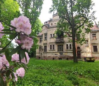 Różaneczniki kwitnące przy Pałacu Czettritzów w Wałbrzychu [ZDJĘCIA]