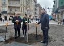 Czy ulica Stawowa w Katowicach będzie znowu zielona? Dwa żółte kasztanowce na pierwszy dzień wiosny, niebawem kolejne nasadzenia