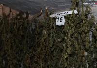 Uprawa konopi indyjskich w Jeleśni – policjanci znaleźli kilkadziesiąt krzewów i susz