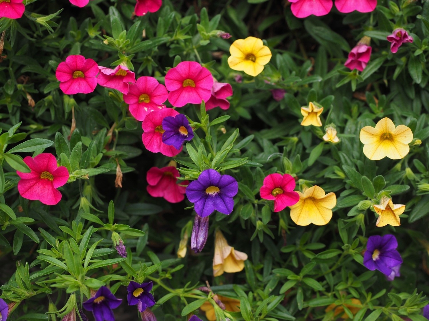 Petunie, surfinie, calibrachoa ("Million Bells")