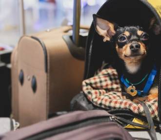 Czy pies może lecieć samolotem w kabinie? Te linie mają nawet menu dla pupila