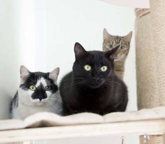 Legnica: Te kotki i pieski czekają na adopcję w schronisku, zobacz aktualne zdjęcia