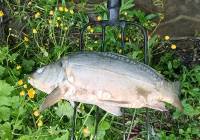 Śnięte ryby w rzece pod Krakowem. To nie rodzimy gatunek. Skąd się wzięły te karpie?