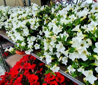 Wiosenny kiermasz kwiatów i roślin ozdobnych w Złoczewie 2022 ZDJĘCIA