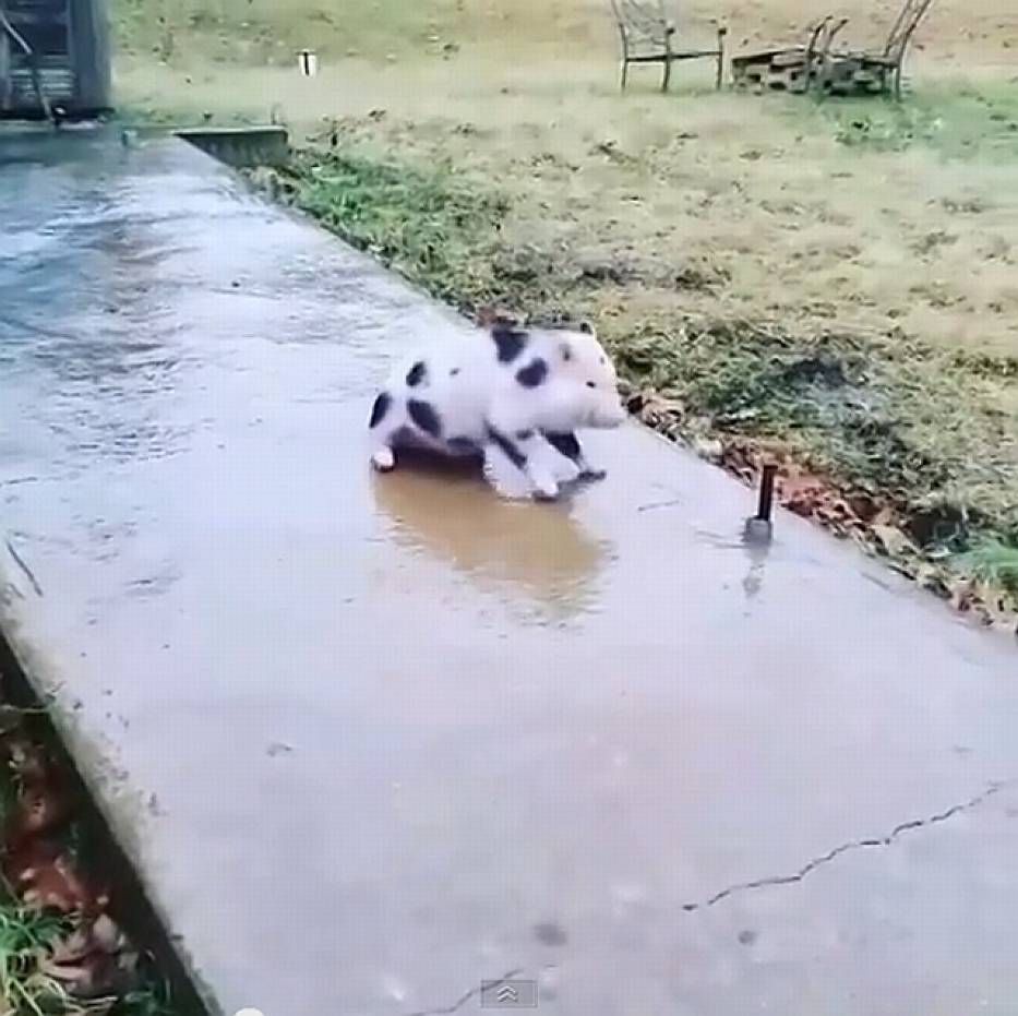 Świnka ślizga się na oblodzonym chodniku
