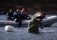 Dinozaury Plotki Pila Naszemiasto Pl