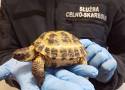 31-latka próbowała przemycić do Polski chronionego żółwia