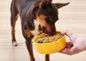 Dzisiaj Dzień Psa! W tych restauracjach twój pies zje rarytasy na "psiadanie"