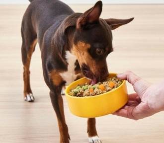 Dzisiaj Dzień Psa! W tych restauracjach twój pies zje rarytasy na "psiadanie"