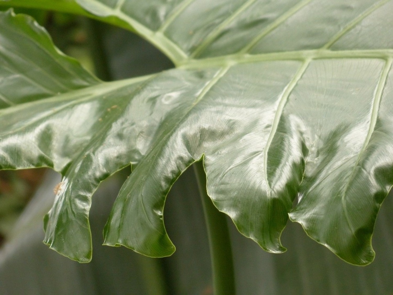 Filodendron