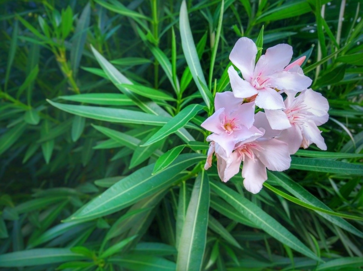 Oleander