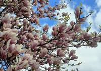 Piękne magnolie już kwitną! Zobaczcie okazy z Częstochowy, Lublińca, Myszkowa i...