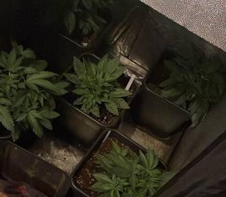 Plantacja marihuany w centrum Katowic. Zabezpieczono 500 gotowych porcji