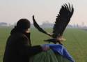 Podtruty orzeł bielik znaleziony na terenie Nadleśnictwa Złoczew został odratowany. Drapieżny ptak wrócił na wolność ZDJĘCIA, FILM