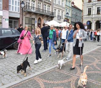 Za nami Parada Przyjaciół Schroniska w Wałbrzychu!