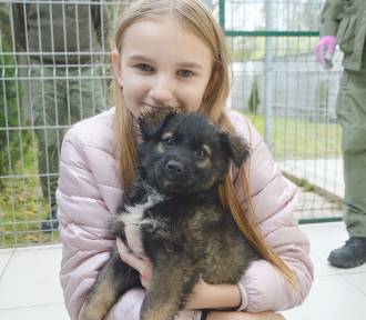 Psy ze schroniska w Bełchatowie znajdują dziś nowe domy. Trwa akcja PSIEprowadzki
