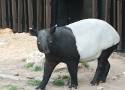 Tapir malajski w łódzkim zoo. Nowy mieszkaniec Orientarium przyjechał z ogrodu w Antwerpii 