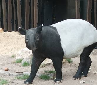 Nowy mieszkaniec Orientarium. Tapir malajski lubi czochranie i cykorię