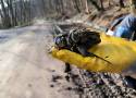 Uratowali tysiące żab w Dolinie Będkowskiej. Płazom uszło płazem, dzięki wolontariuszom nie zginęły pod kołami samochodów