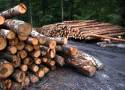 Radni podzieleni zakazem wycinki lasów. Ostatnią sesję w mijającej kadencji zdominował temat z branży leśnej 
