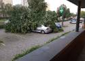 Takie są skutki burzy w Toruniu! Powalone drzewa, uszkodzona trakcja tramwajowa i utrudnienia w ruchu. Zobacz zdjęcia!
