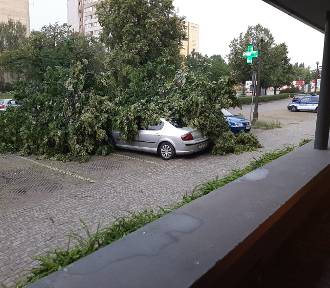 Skutki burzy w Toruniu. Przewrócone drzewo m.in. na ul. Kościuszki. Zobacz zdjęcia!