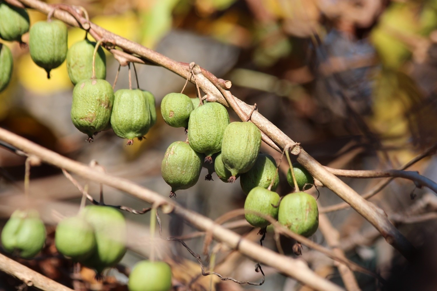 Aktinidia, czyli mini kiwi