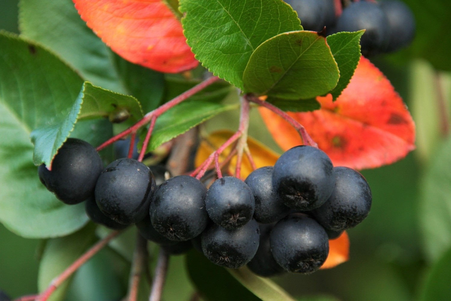 Aronia