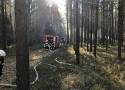 Z pożarem na terenie Nadleśnictwa Taczanów walczyli strażacy z JRG Ostrów Wielkopolski oraz druhowie z jednostek OSP