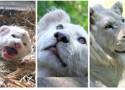 Najmłodszy biały lew z Zoo Borysew - Malibu ma już ponad rok. Jak się zmienił? Jest nie do poznania ZDJĘCIA