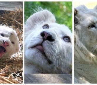 Najmłodszy biały lew z Zoo Borysew - Malibu ma już ponad rok. Jak się zmienił? FOTO