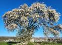 Najpopularniejsze wiosenne drzewo w Krakowie zakwitło. Śliwa na kopcu Krakusa wygląda zjawiskowo